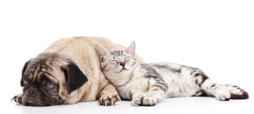 Dog and Cat Dog and Cat