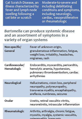 treatment for bartonella in cats