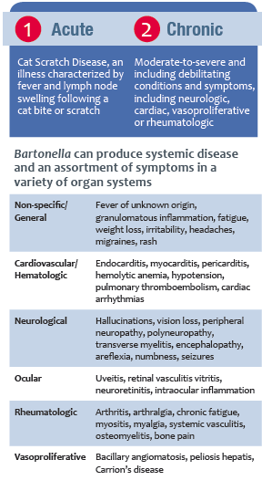 treatment for bartonella in cats