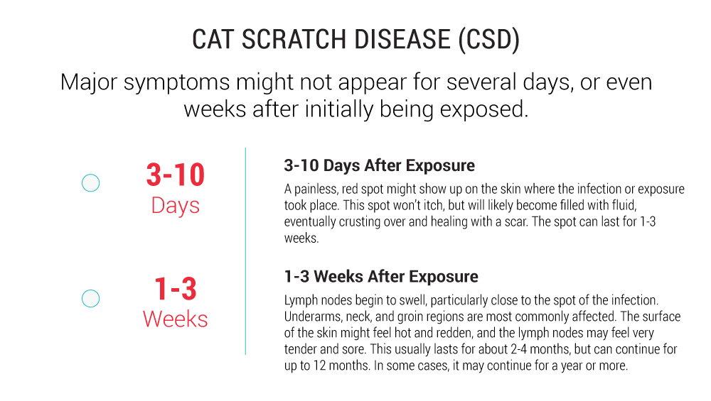 Bacillary Angiomatosis Vs Cat Scratch Disease