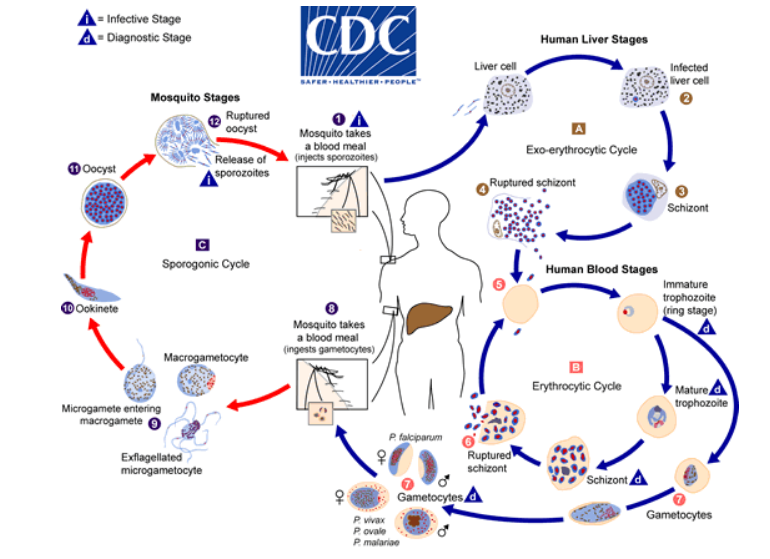 Parasitic worm venom evades human immune system