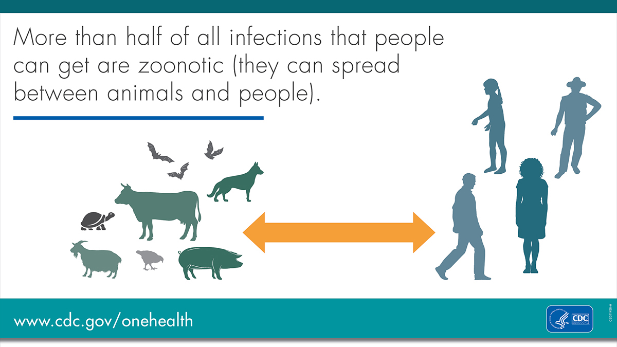 Zoonotic Diseases and Why We Are So Interested in Bats