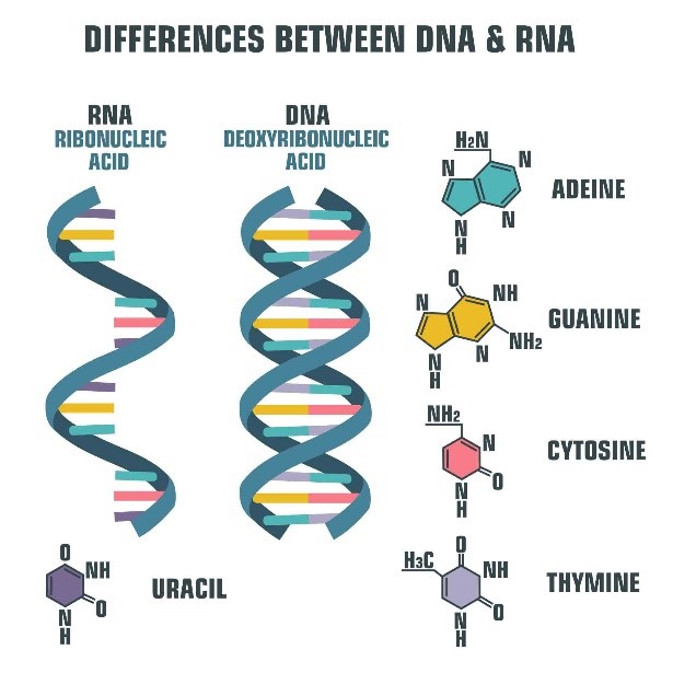 PCR Testing is Important for Identifying Viral Pathogens That Lead to ...