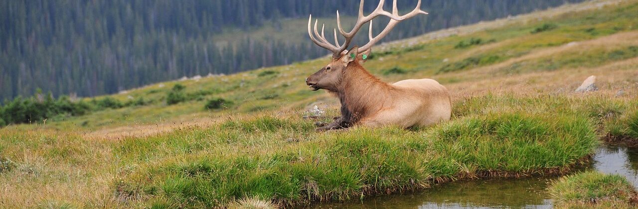 Deer with large antlers sitting next to a mountain pond