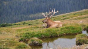 Deer with large antlers sitting next to a mountain pond