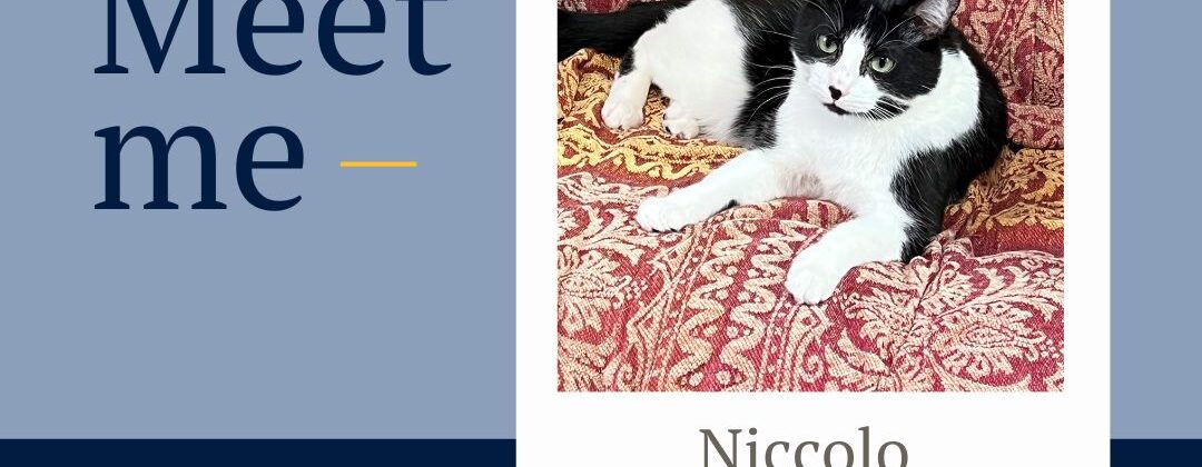 Meet me - Niccolo. I am the master of my Machiavellian plot to infiltrate the cabinets, and Mary is the mast of social media management. We both contribute to the household equally.