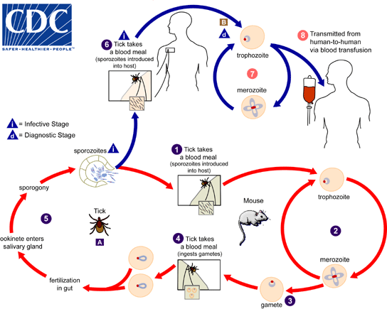 Graphic of the Babesia lifecycle. Showing growth in the host animal, to the tick, to the human host.