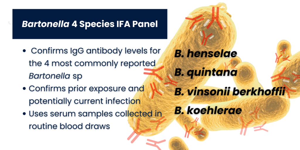 image of spherical bacteria with antibodies binding to it. Bullet points describing the 4 Species test panel are on the right.