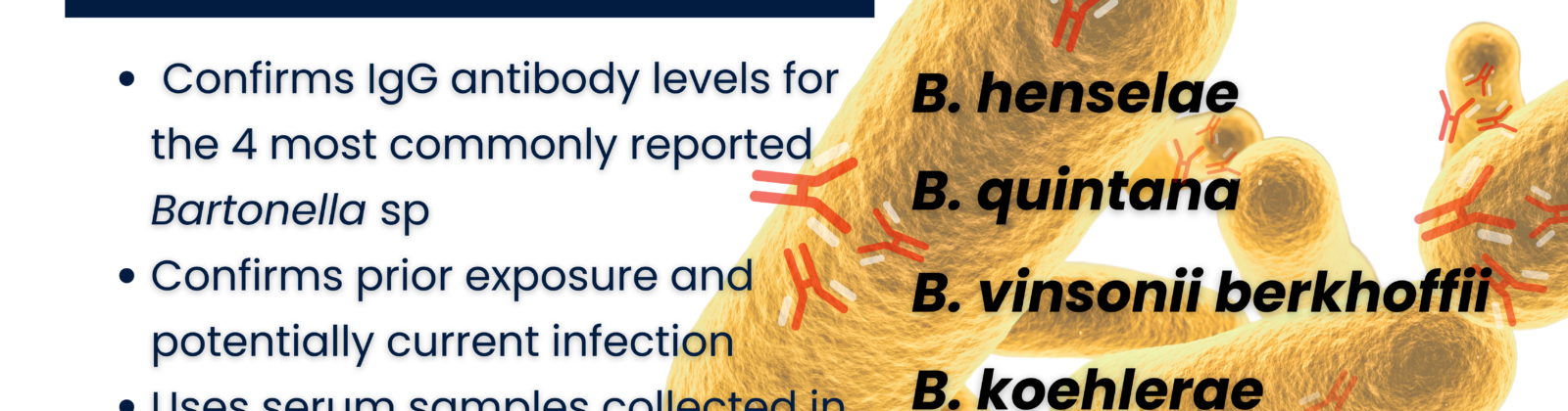 image of spherical bacteria with antibodies binding to it. Bullet points describing the 4 Species test panel are on the right.