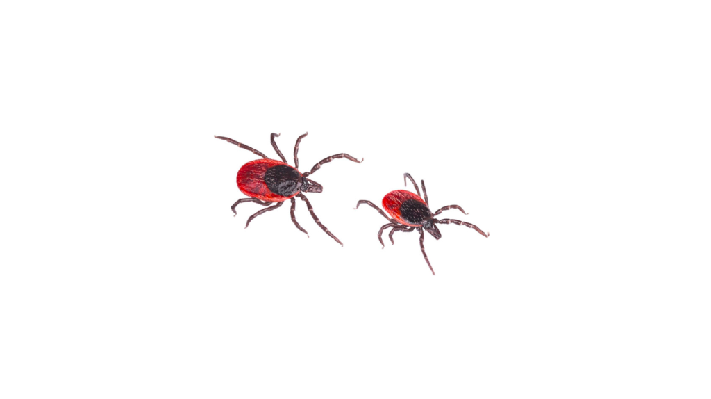 Ticks