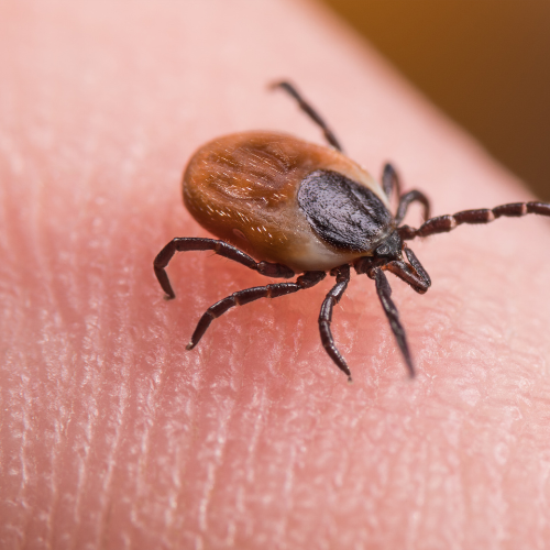 Known or Suspected Exposure Environmental, travel, or tick-borne risk factors are present